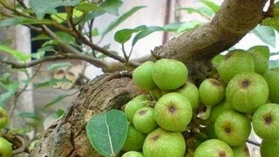 Trồng cây sung đúng hướng, đúng tuổi... giữ lộc quanh năm