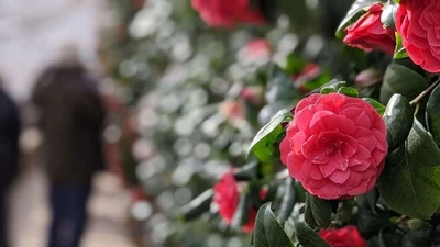 Bất ngờ loài hoa hiếm nhất thế giới, chỉ xuất hiện ở hai nơi