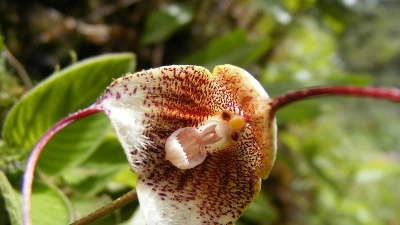  Những giống lan kỳ dị có gương mặt khỉ khiến thế giới sửng sốt
