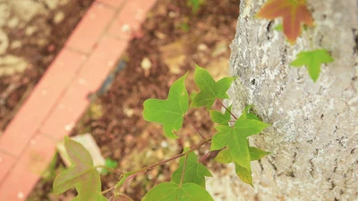 Loài cây độc lạ, lá ăn cực ngon, Hà Nội trồng nhiều