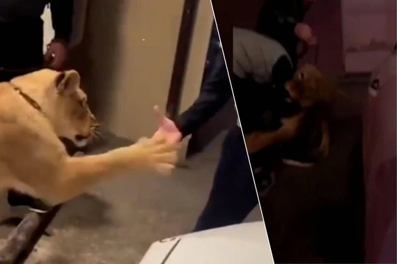 Người đàn ông bị sư tử tấn công sau khi cố gắng bắt tay con vật