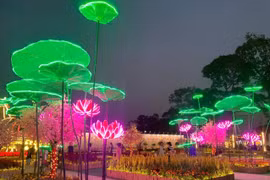 'Đất vàng' bị bỏ hoang trở thành vườn xuân rực rỡ ở TP HCM