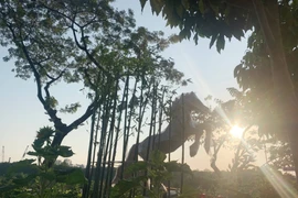 Đủ kiểu .ngựa' ở đường hoa đô thị hiện đại nhất TP HCM