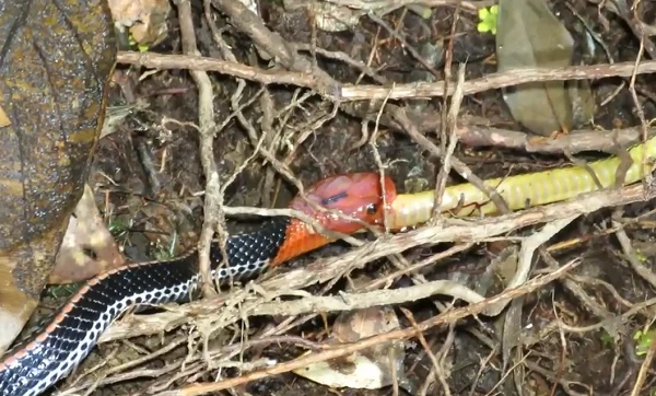 Sinh vật siêu độc hiếm ở Việt Nam ăn thịt đồng loại trong đêm