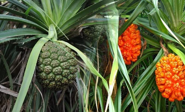 Những loài cây mọc dại nhưng "quý hơn vàng": Việt Nam không thiếu! 