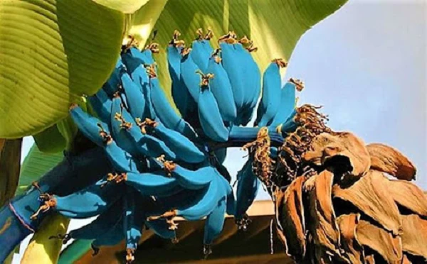 Không hề photoshop, đây là giống chuối xanh da trời "vi diệu" nhất TG 