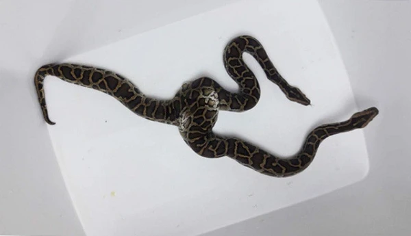 Top “dị thú” cực lạ xuất hiện ở Việt Nam, dư luận sốc toàn tập 