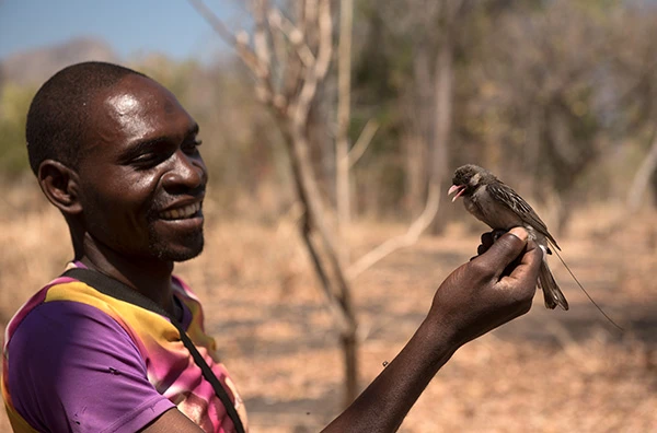 Phục lăn loài chim biết giao tiếp và dẫn đường cho con người