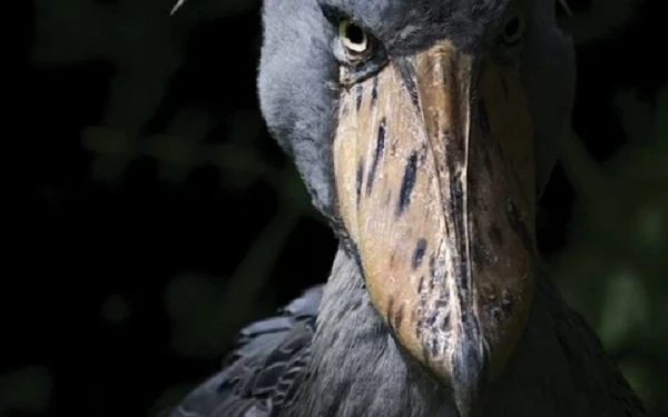 Loài chim có bộ mặt “khó ở” nhất thế giới, không ai dám lại gần