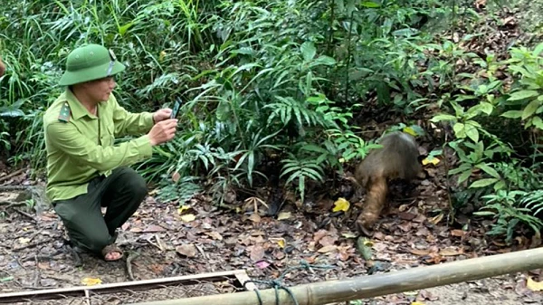 Cá thể khỉ mặt đỏ được thả ở Bắc Giang: Loài cực hiếm!