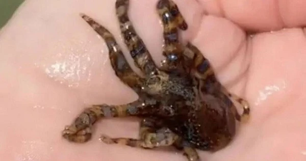 Đang dạo biển, cô gái đụng độ hung thần độc nhất thế giới