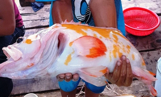 Soi loạt “thuỷ quái” có một không hai ở Việt Nam vô tình lọt lưới