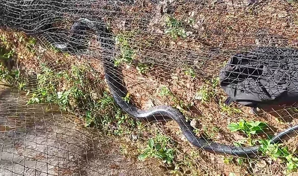 Sinh vật “khủng” dài 3m lạc vào trường học Hà Tĩnh: Loài quý hiếm!