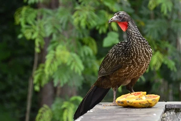 Kinh ngạc loài chim thải ra đặc sản đắt như vàng, ai cũng mê mẩn