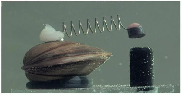 Kinh ngạc 8 con vật tí hon nắm quyền “sinh sát” của cả thành phố 