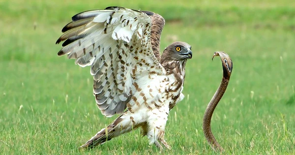 Top kỳ phùng địch thủ khiến rắn hổ mang “chết khiếp" khi đối đầu