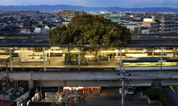 Cây long não kỳ bí nhất Nhật Bản: Cứ chặt là có người gặp nguy! 