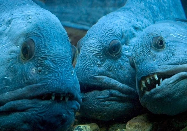 Rùng mình “quái vật biển sâu” có vẻ ngoài xấu như phim kinh dị 