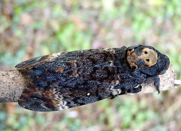 Loài bướm đáng sợ từ ngoại hình tới tính cách: Việt Nam cũng có!