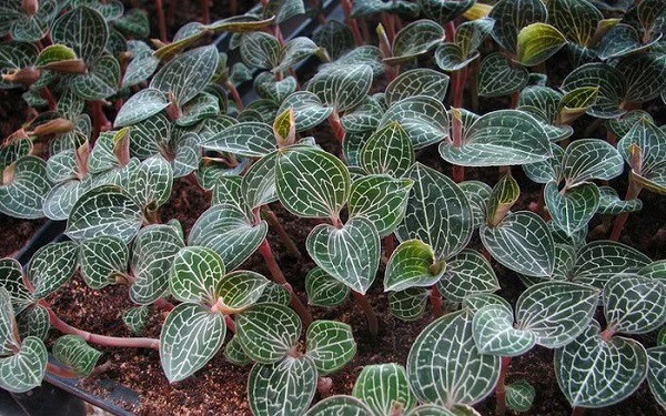 Đụng độ loài cây tuyệt đẹp, người đi rừng sửng sốt: "Phải tránh xa!"