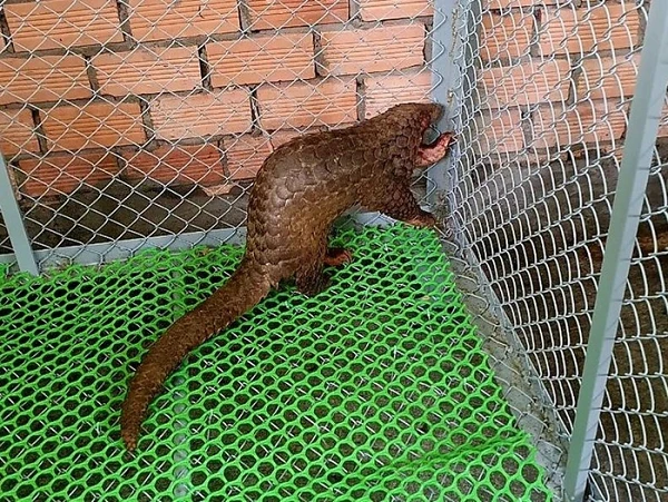 Cá thể tê tê "lơ ngơ" đi lạc ở Lâm Đồng: Loài cực quý! 