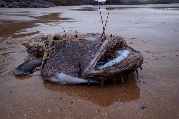 “Thủy quái” biển sâu bỗng dưng trồi lên bờ, người dân được phen hốt hoảng
