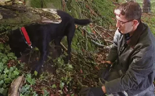 Chó cưng liên tục đào bới gốc cây, chủ phát hoảng thấy “báu vật” 