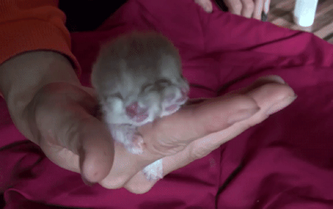 Chuyện hiếm chú mèo 2 mặt, 4 mắt ở Thái Lan Chuyen hiem chu meo 2 mat, 4 mat o Thai Lan