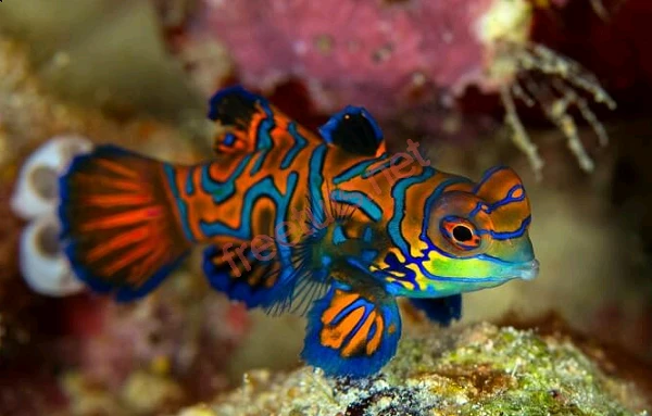 Ngỡ ngàng những loài cá đắt đỏ, quý hiếm bậc nhất Việt Nam