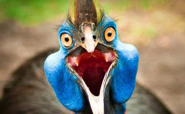 Ác điểu nguy hiểm nhất hành tinh, gây sát thương chỉ bằng 1 cú đạp