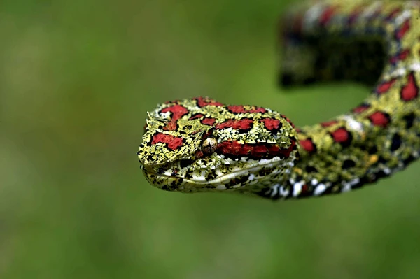 Tận mục loài rắn lục "sát thủ bóng đêm”, sở hữu nọc độc ghê gớm