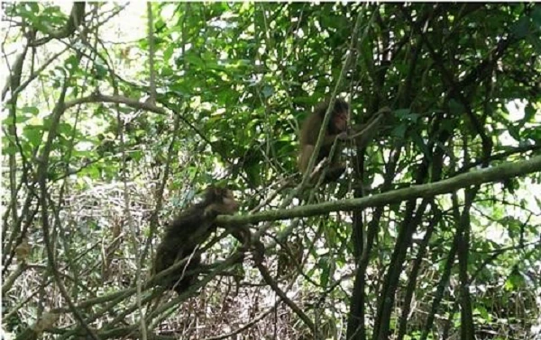 17 cá thể động vật được thả về rừng ở Quảng Bình: Cực hiếm!