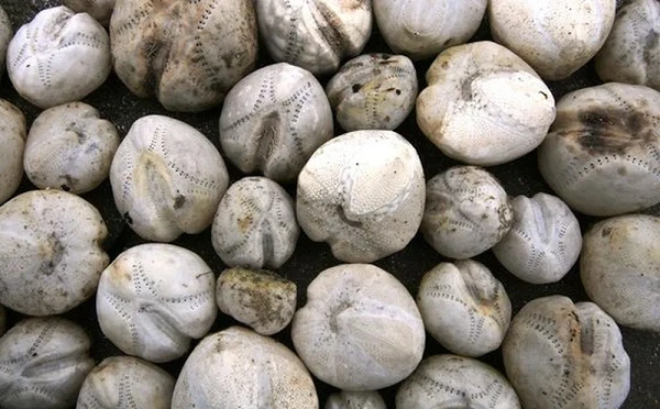 "Khoai tây lạ" trên biển bỗng dưng động đậy, ai cũng thất kinh