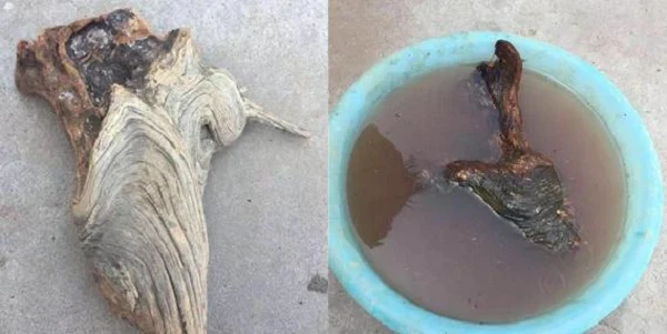 Dọn mộ tổ thấy khúc gỗ lạ, chuyên gia hô lớn: “Phát tài to!” 