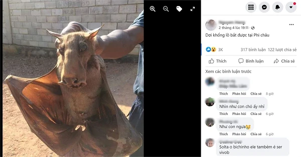 Bắt được sinh vật mình dơi đầu ngựa kỳ dị gây sốt cộng đồng mạng 