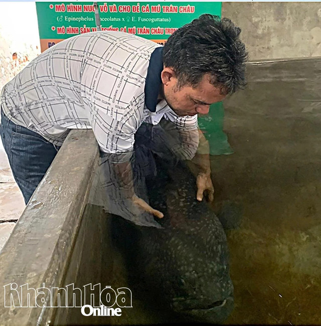 Nuôi vỗ cá mú bố mẹ tại Khánh Hòa. gen-h-ca-mu-20250710164037-copy-20250711194820.jpg