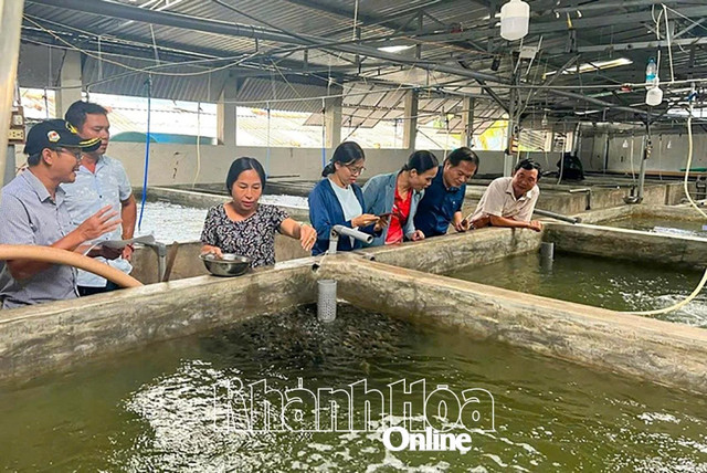 Sản xuất cá mú Trân Châu giống trong bể xi măng tại Khánh Hòa. gen-h-ca-mu-tc-20250710164148-copy-20250711194839.jpg
