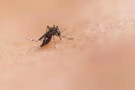 Chuyên gia Bộ Y tế nói về Bệnh Chikungunya bùng phát ở nhiều nước