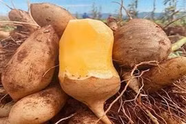 Ăn nhiều củ sâm đất, người phụ nữ 33 tuổi đi khám vì vàng da