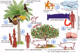 Gallery - DỊCH BỆNH VIRUS NIPAH