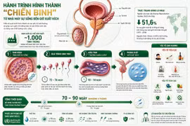 Giải mã hành trình gần 3 tháng tạo nên một tinh trùng khỏe mạnh