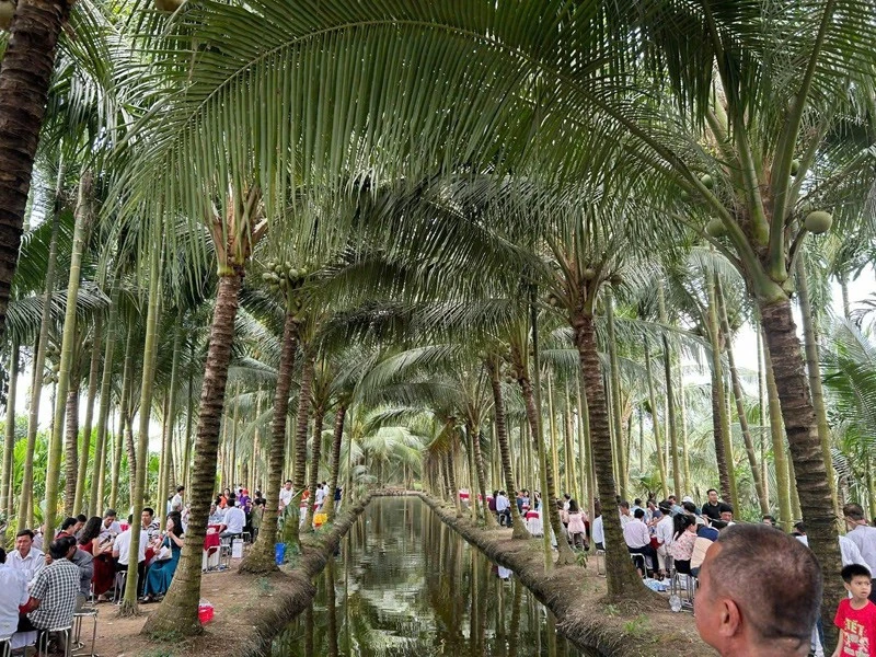 Đám cưới độc đáo tổ chức ở vườn dừa 10.000m² viral mạng xã hội