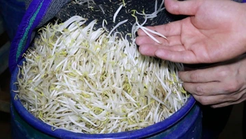 Giá đỗ ngâm ủ hóa chất tàn phá sức khỏe, gây ung thư 