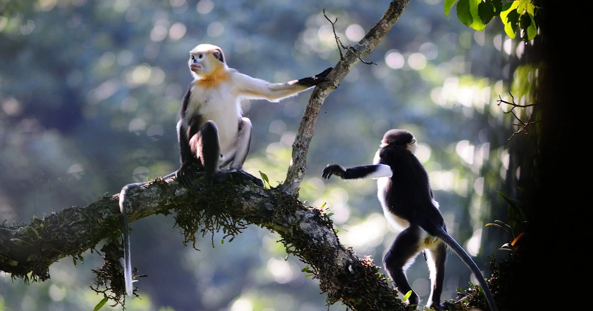 Danh sách linh trưởng quý hiếm cần bảo vệ gấp ở Việt Nam