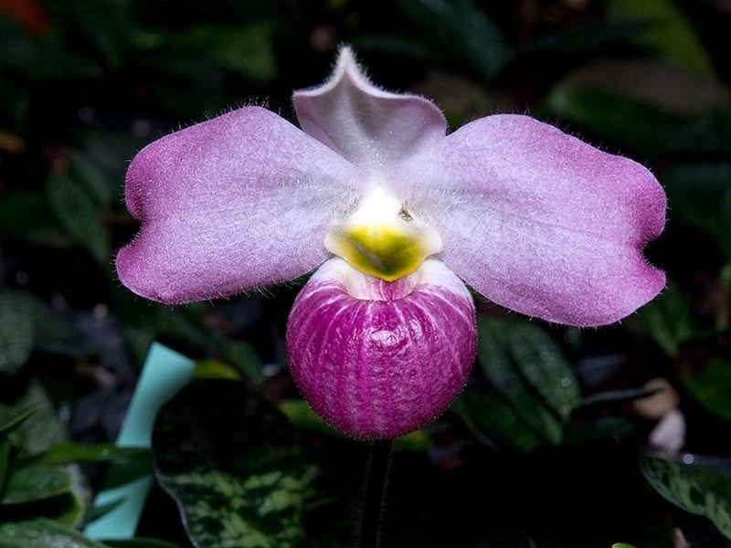 Loài lan hiếm nhất thế giới, Việt Nam sở hữu độc quyền