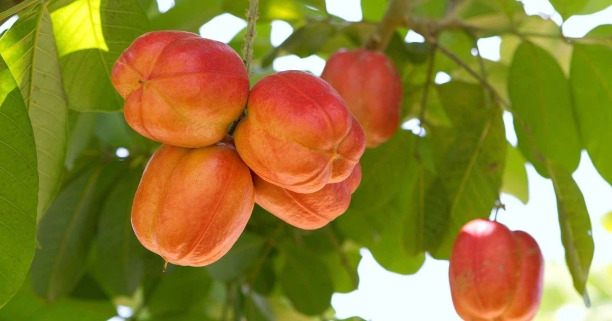 Loại quả gây tử vong trong 24 giờ nhưng ai cũng thèm