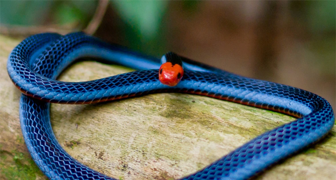 Vì sao rắn san hô xanh là kẻ thống trị vô hình loài rắn?