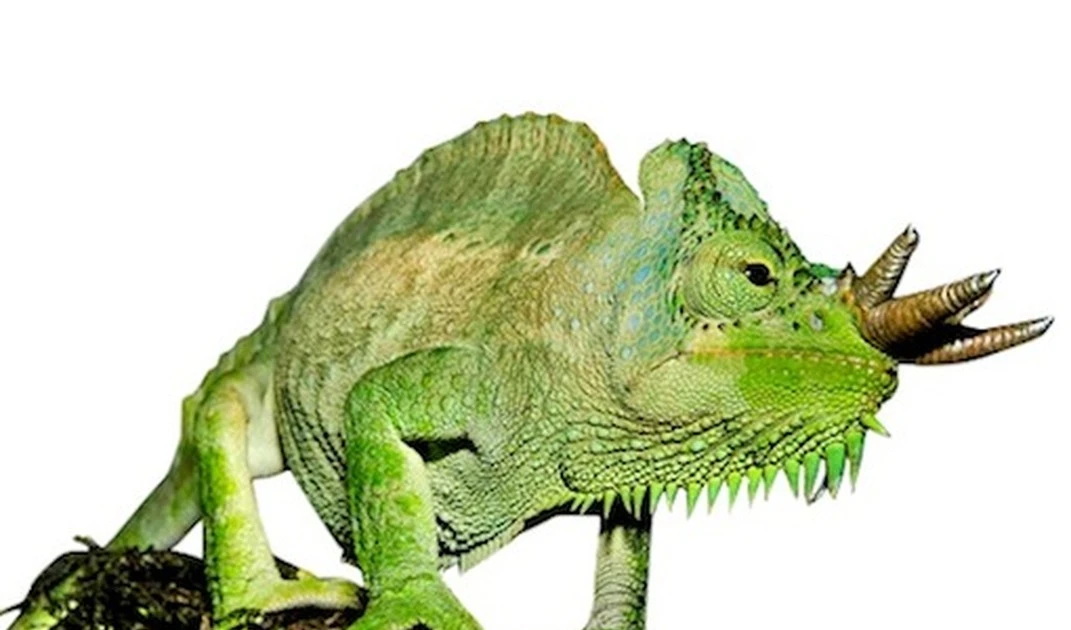 Phát hiện loài tắc kè có thể mọc vô số sừng kỳ dị