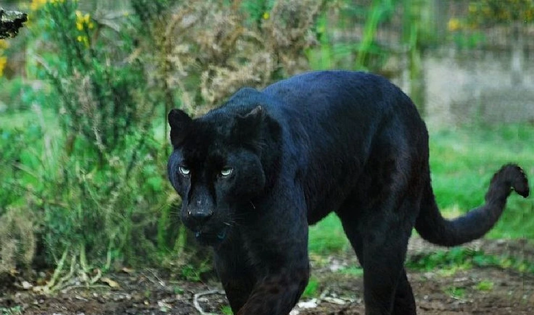 7 bí mật rúng động về báo đen khiến thế giới kinh ngạc 