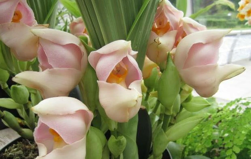 Kỳ lạ hoa lan “nôi em bé” khiến thế giới mê mẩn